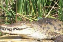 Black River Safari and Appleton Tour